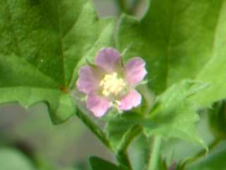 Anoda cristata, flower