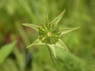 Anoda cristata 'Silver Cup', fruit and calyx