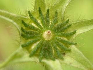 Anoda cristata 'Silver Cup', immature fruit