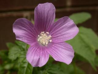 Anoda cristata 'Opal Cup', flower