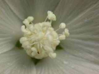 Anoda cristata 'Silver Cup', stamens