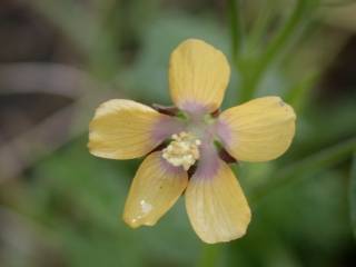 Anoda lanceolata', flower