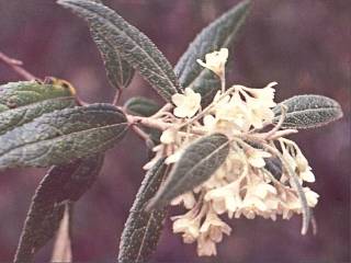 Asterotrichion discolor, male inflorescence