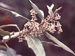 Asterotrichion discolor, female inflorescence