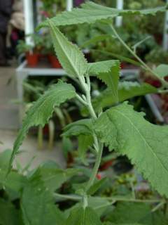 Asterotrichion discolor, foliage