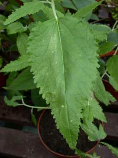 Asterotrichion discolor, leaf