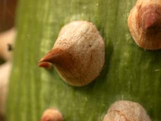 Bombax ceiba, thorn