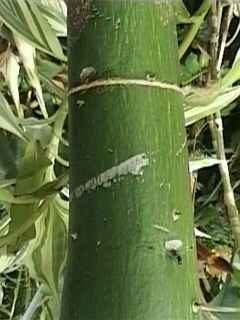 Bombax ceiba, stem sans thorns