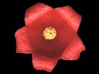 Brachychiton acerifolium, flower