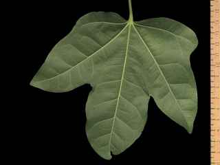 Brachychiton acerifolium, leaf (underside)