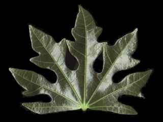 Brachychiton acerifolium, juvenile leaf