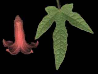 Brachychiton bidwillii, flower and leaf
