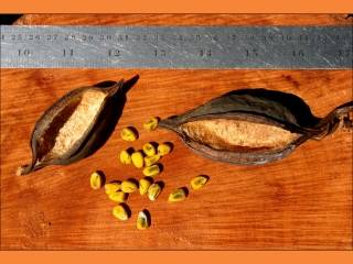 Brachychiton populneus, fruit and seeds