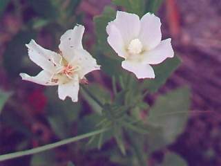 Callirhoe involucrata, flowers