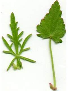 Callirhoe alcaeoides,leaves