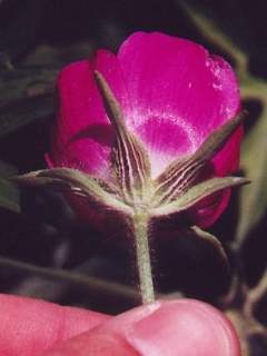 Callirhoe involucrata, epicalyx, calyx and corolla