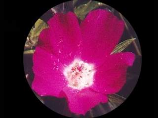 Callirhoe involucrata, flower