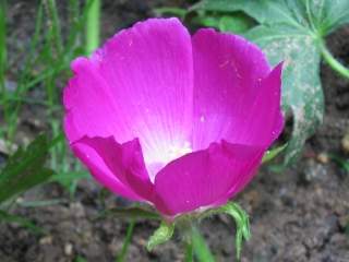 Callirhoe involucrata, flower