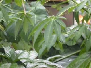 Ceiba pentandra, foliage