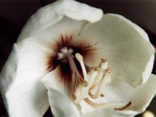 Ceiba glaziovii, flower