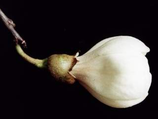 Ceiba glaziovii, flower (side view)