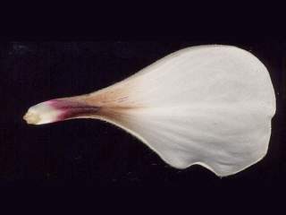 Ceiba glaziovii, petal