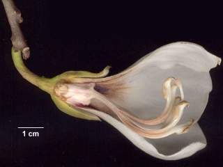 Ceiba glaziovii, flower (dissected)