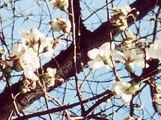 Ceiba glaziovii, flowers