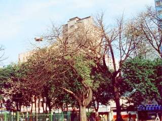 Ceiba glaziovii, tree