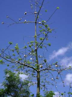 Ceiba pentandra, in fruit