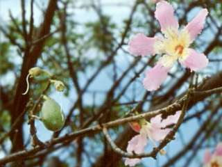 Chorisia speciosa, flower and fruit