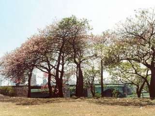 Chorisia speciosa, row of trees