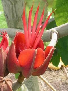 Chiranthodendron pentadactylon, flower
