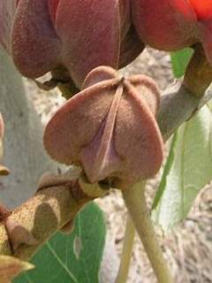 Chiranthodendron pentadactylon, bud