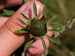 Cienfuegosia affinis, fruit