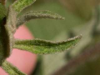 Cienfuegosia affinis, bracteole