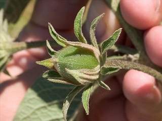 Cienfuegosia affinis, fruit