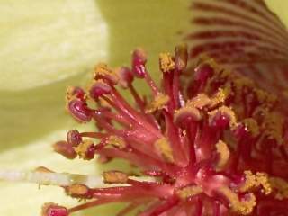 Cienfuegosia affinis, stamens