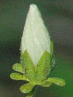 Cienfuegosia affinis, opening bud