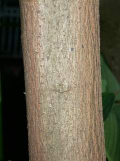 Cola acuminata, bark