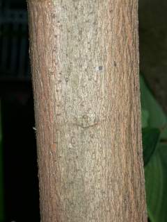 Cola acuminata, bark