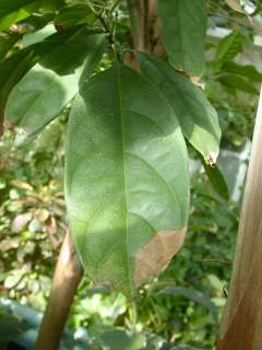 Cola acuminata, leaf
