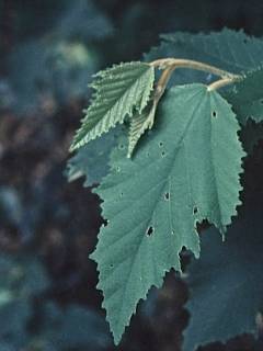 Commersonia fraseri, leaf