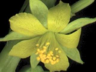Corchorus olitorius, flower