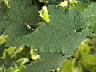 Corynabutilon x suntense 'Jermyns', leaf