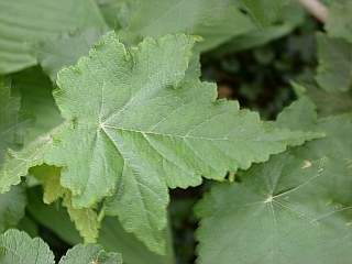 Corynabutilon vitifolium, leaf