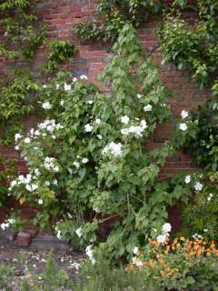 Corynabutilon x suntense 'White Charm', in flower