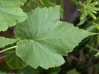 Corynabutilon x suntense 'White Charm', leaf