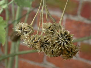 Corynabutilon x suntense 'White Charm', seed pods