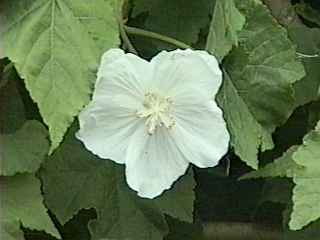 Corynabutilon variety, flower